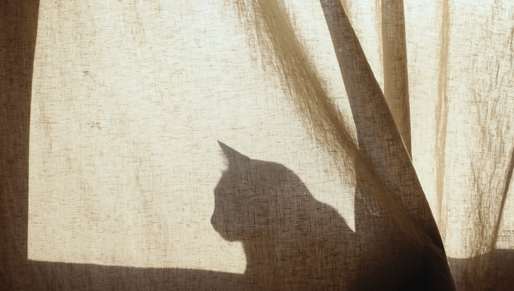 Shadow of a cat behind a curtain to remind of the Github mascot octocat